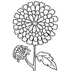 Chrysanthemum Drawing