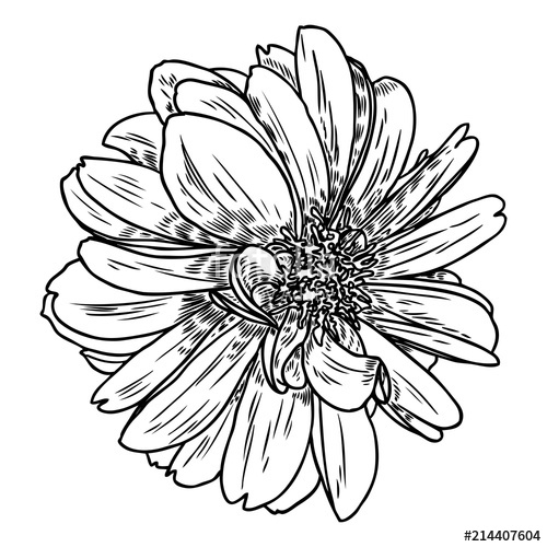 500x500 dahlia flower, related species include the daisy, chrysanthemum