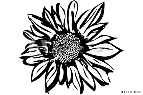 500x334 Beautiful Autumn Flower Chrysanthemum