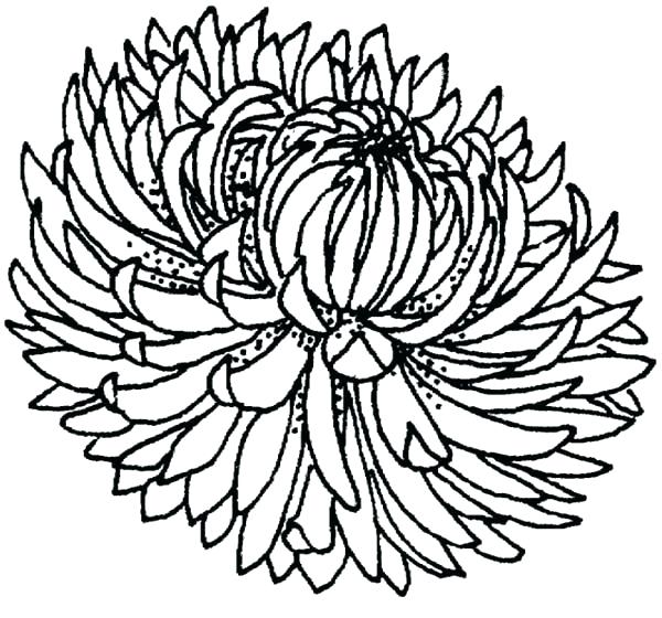 600x560 Chrysanthemum Story Coloring