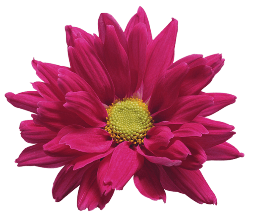 850x731 Chrysanthemum Download Free Clipart With A Transparent Background