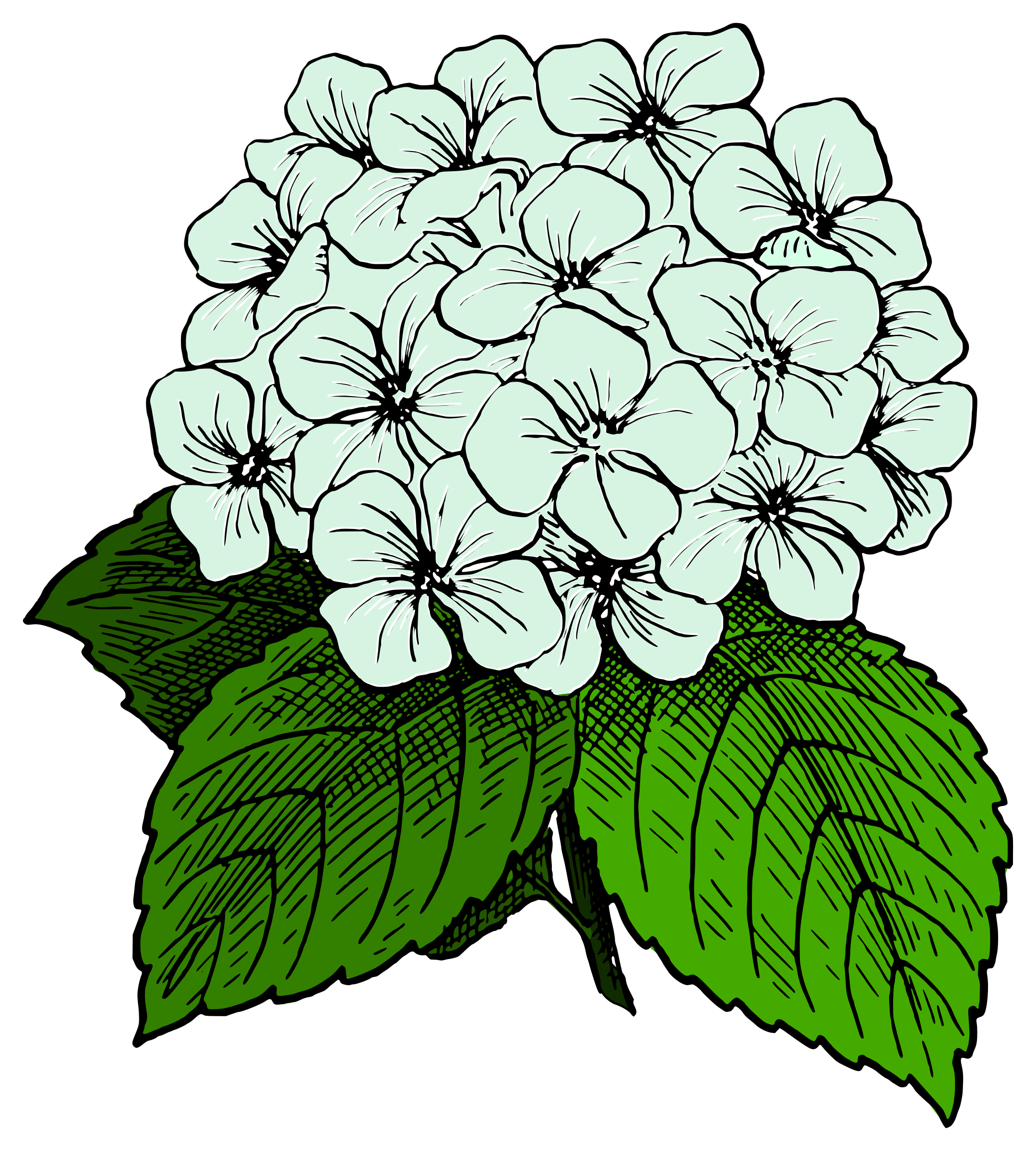 2159x2400 collection of free chrysanthemum drawing hydrangea download on ui ex