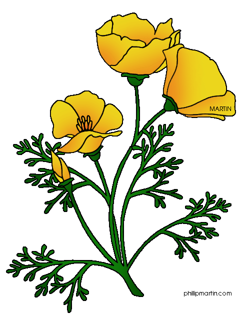 484x648 Collection Of Free Chrysanthemum Drawing Poppy Flower Download