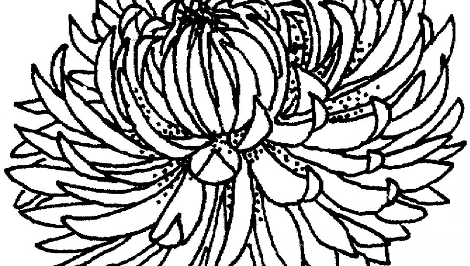 960x544 Free Chrysanthemum Coloring Pages Flower Character