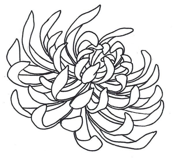 600x553 Inspiration Chrysanthemum