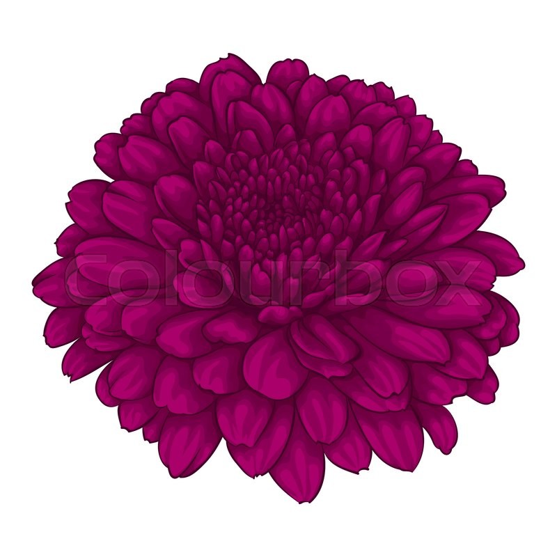 800x800 Beautiful Pink Chrysanthemum Flower Stock Vector Colourbox