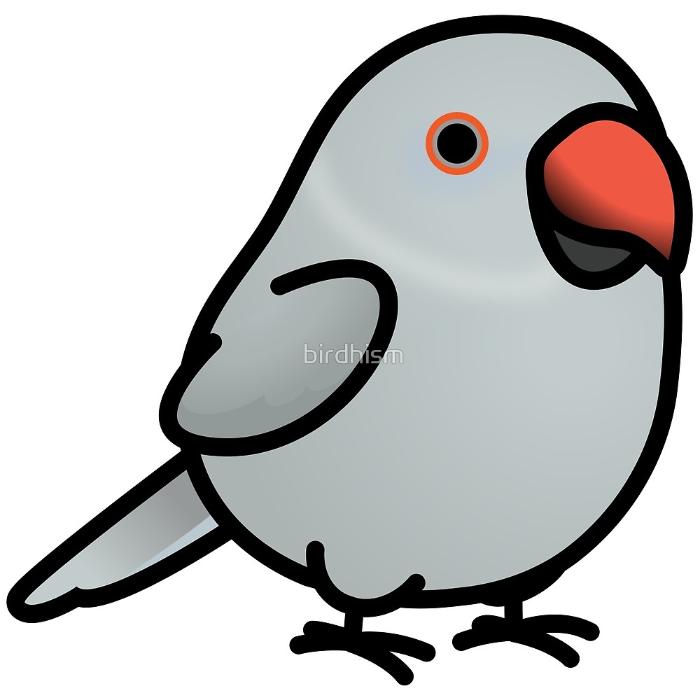 1000x1000 chubby female grey indian ringneck parakeet