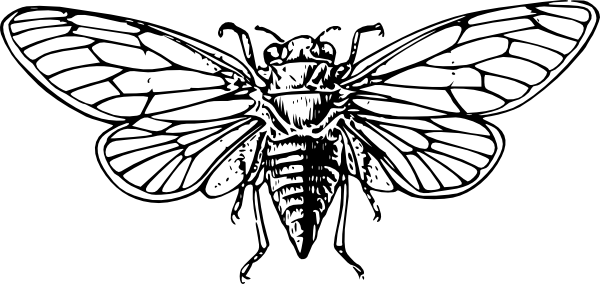 600x284 cicada drawing clip art