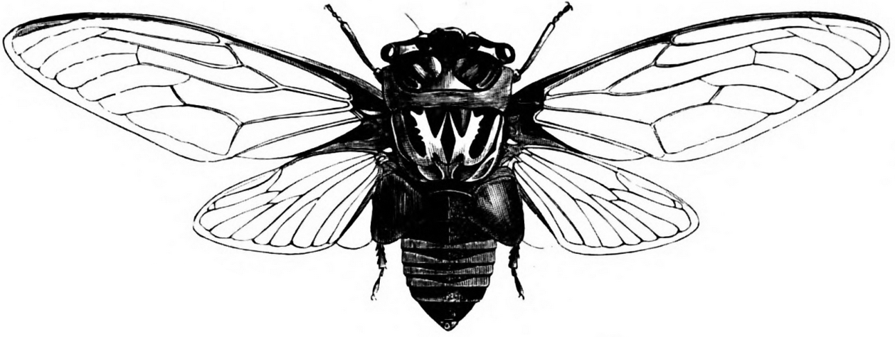 1258x474 cicada drawing