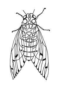 Cicada Drawing | Free download on ClipArtMag