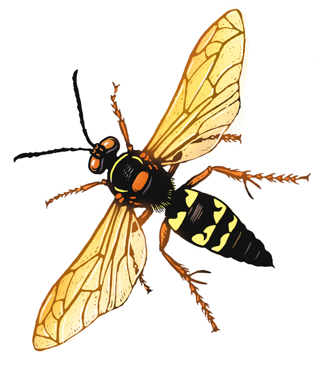 630x729 cicada killer vs cow killer