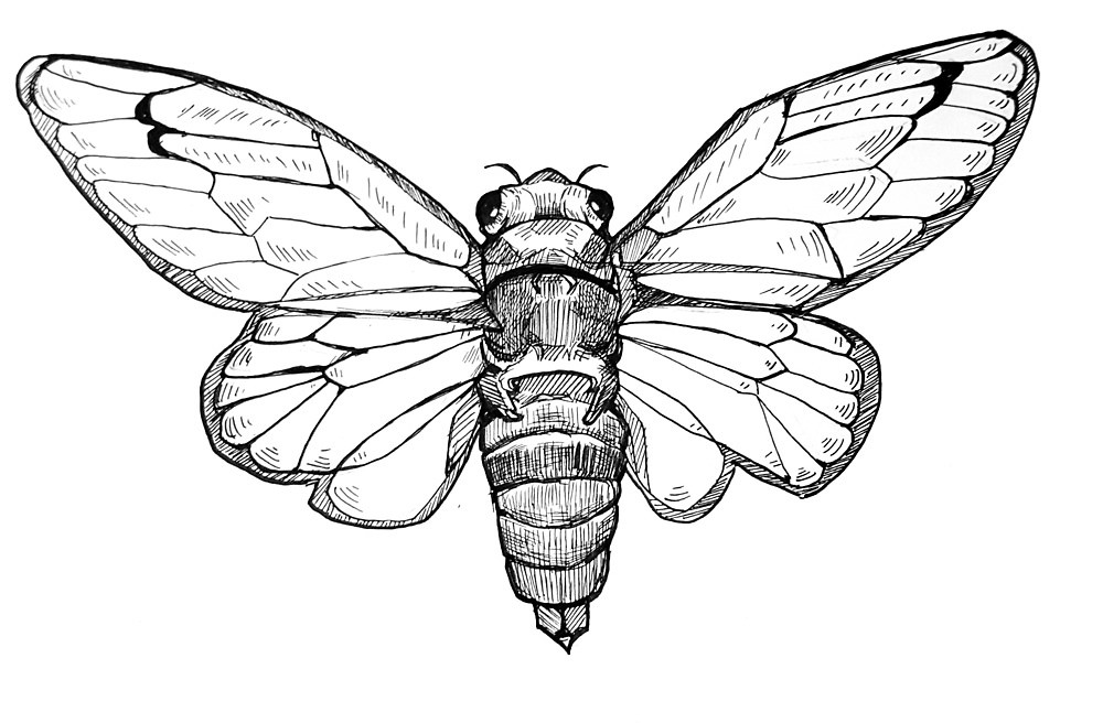 1000x656 cicada