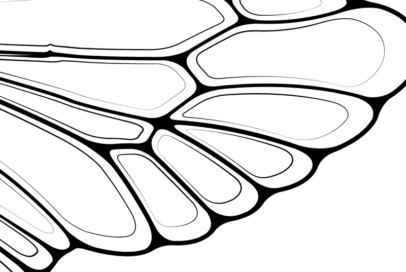 800x537 cicada on behance