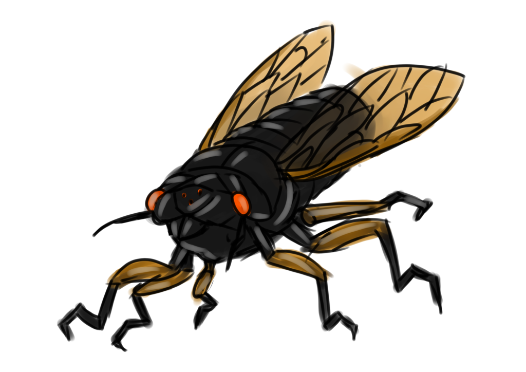 1024x724 collection of free cicada drawing traditional download on ui ex