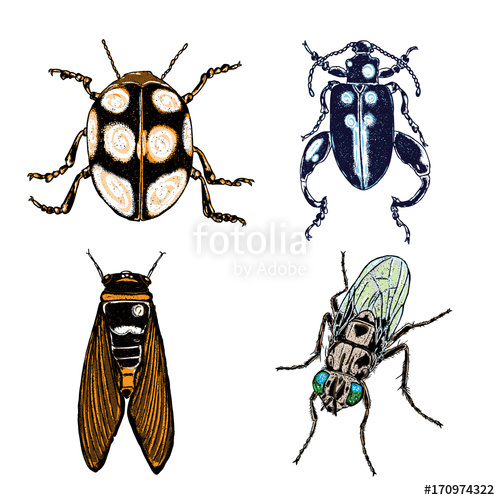 500x500 colour insect stipple drawing set isolated insects and bugs