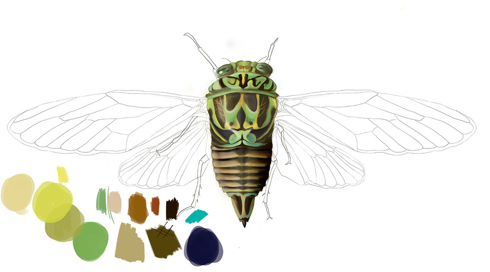 1006x559 Emma Scheltema Illustration