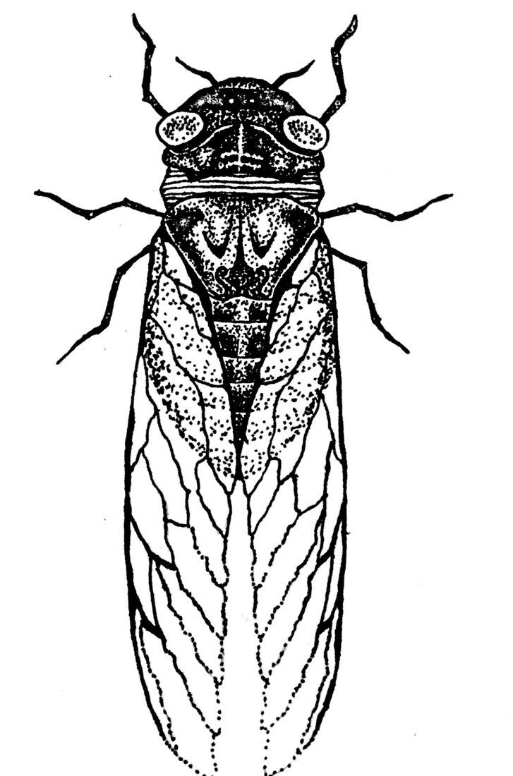 727x1100 drawing for a tattoo i did on a friend tattoos cicada tattoo