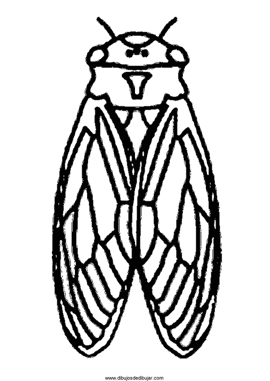 530x748 Printable Pictures Of Cicadas Archives