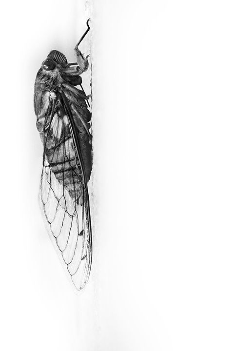 480x720 Chicharra In Drawing Art, Animals, Drawings