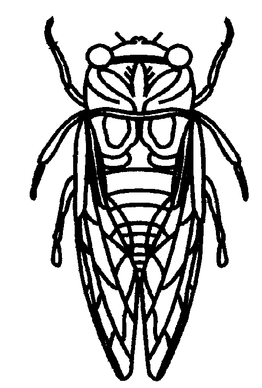 512x758 cicada color drawing chanting