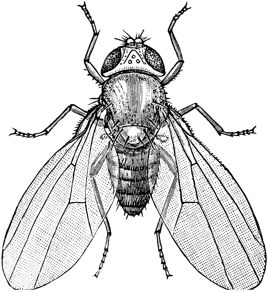 Cicada Line Drawing
