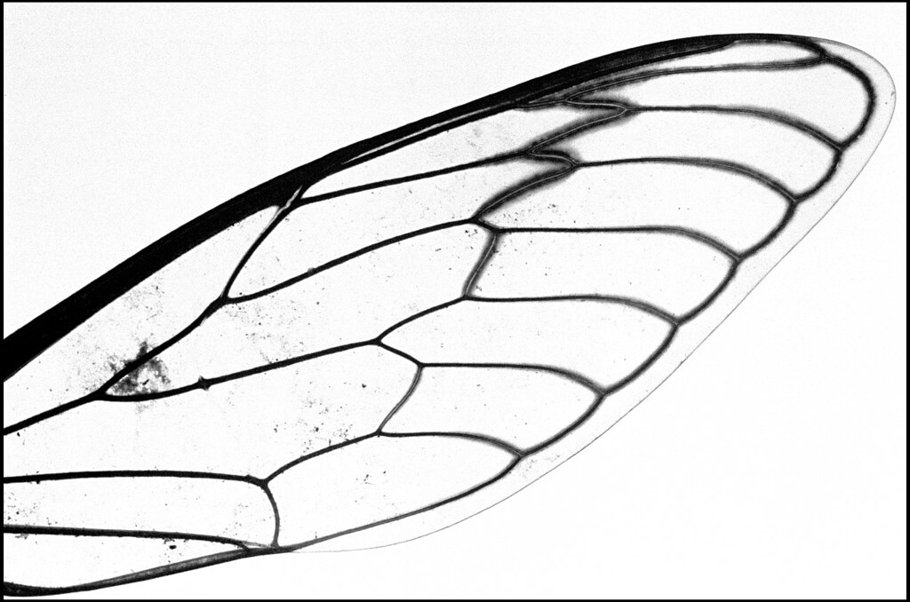 1024x678 Cicada Wing