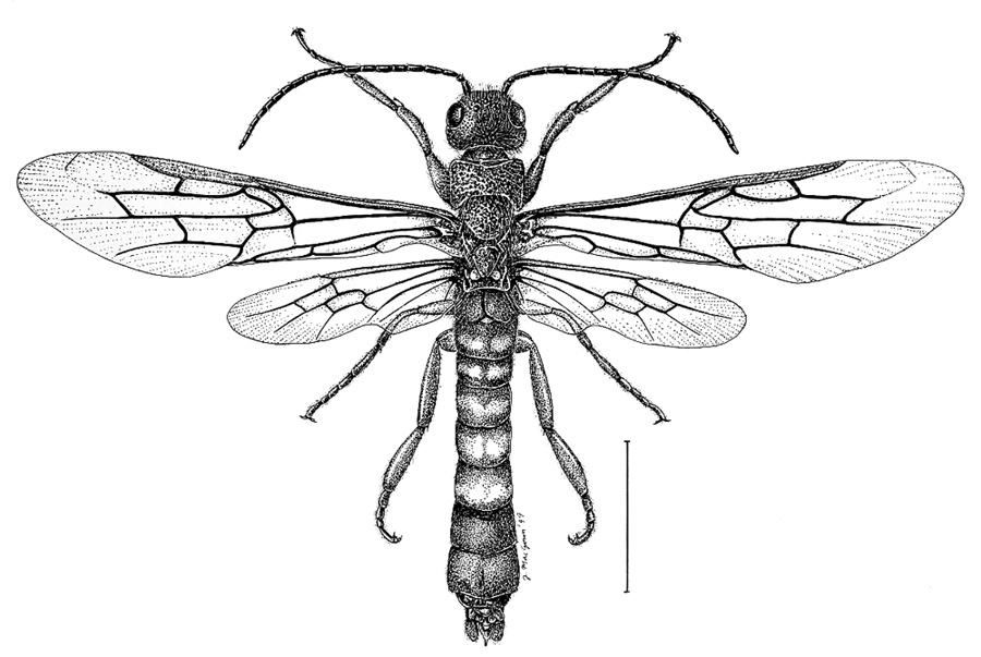 900x603 Cicada Line Drawing