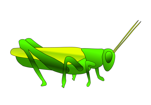 600x420 locust drawing cicada transparent png clipart free download