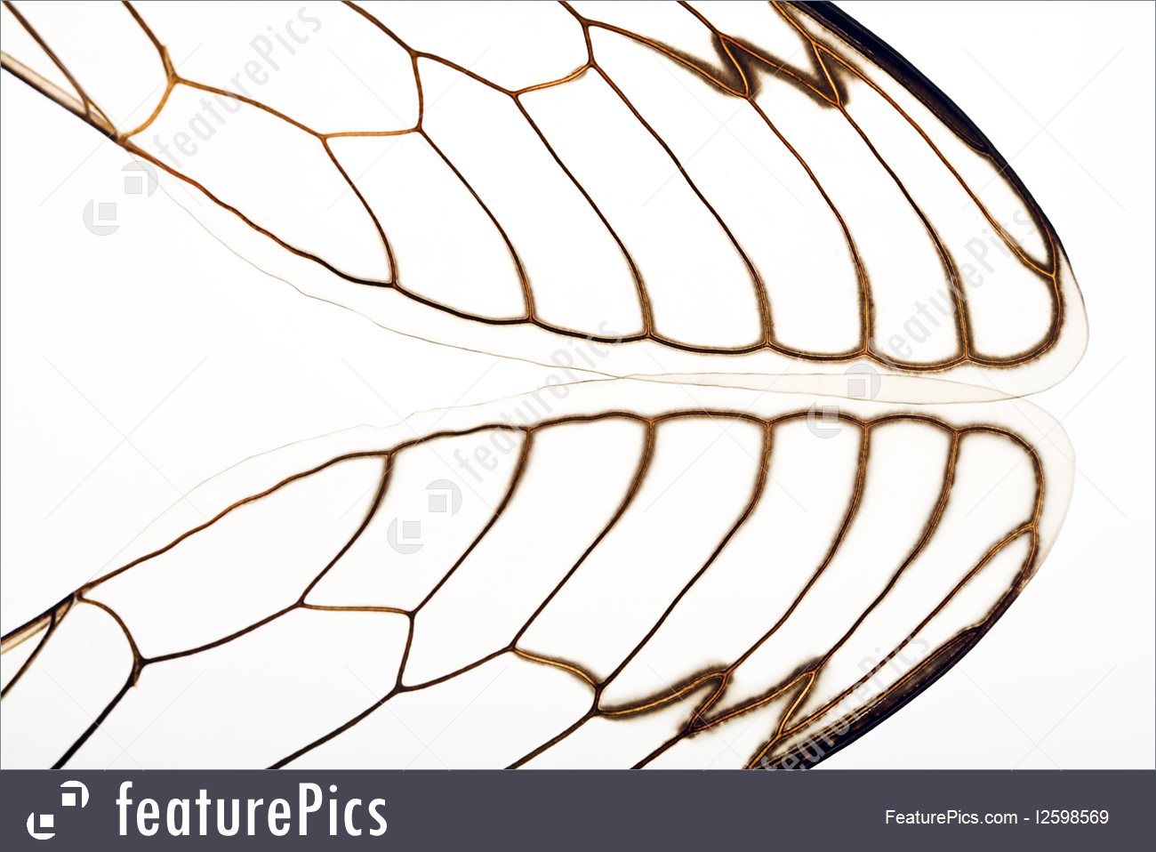 1300x958 Picture Of Cicada Wing