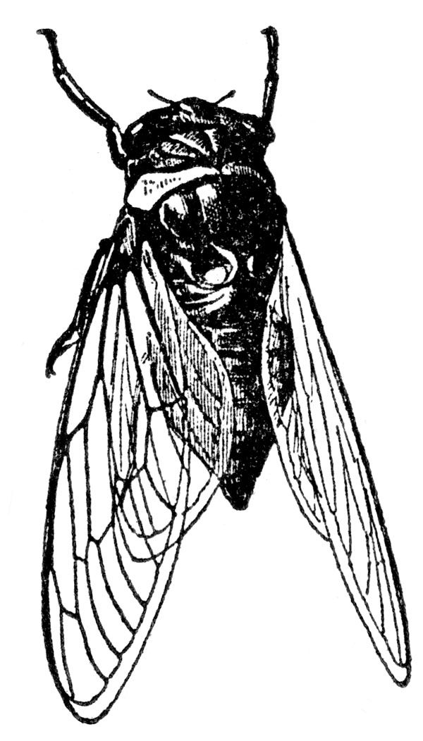600x1052 imagery insect art, cicada tattoo