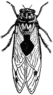 179x320 Cicada Clipart Etc