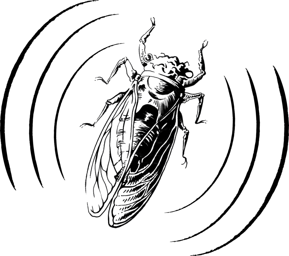 1000x886 Cicada Audio Logo Design, Clipart