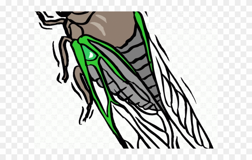 880x560 Cicada Clipart Transparent