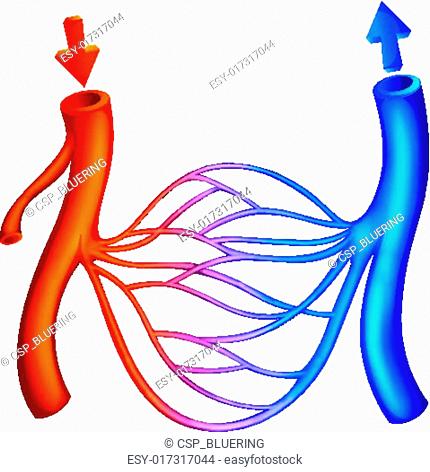 430x472 drawing axillary lymphatic stock photos and images age fotostock