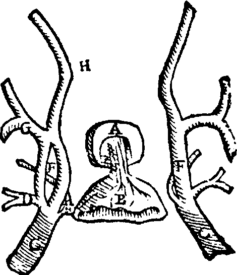 470x546 Figure From The Myth Of The Rete Mirabile In Man
