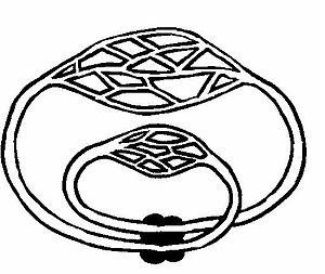 300x253 anatomy and physiology of animalscardiovascular systemthe heart