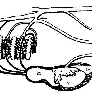 320x320 Schematic Drawing Of The Central Circulation In Protopterus