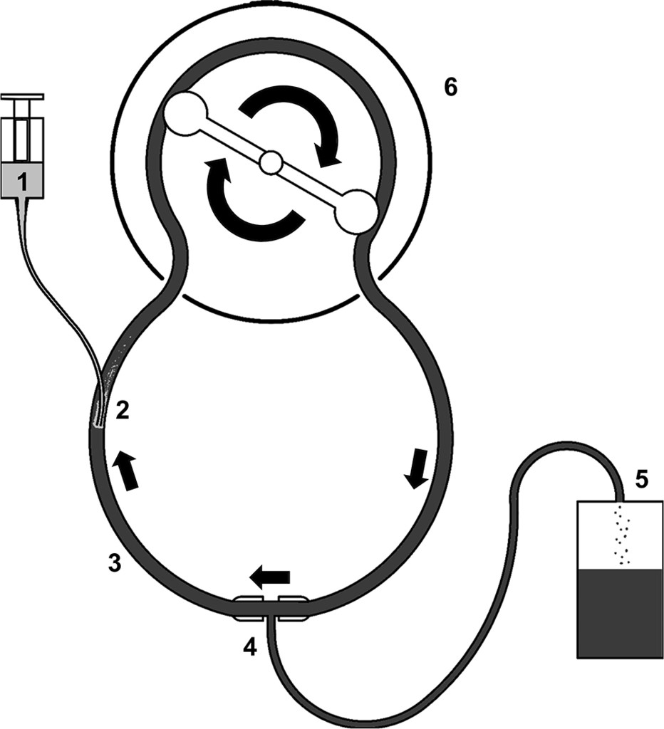932x1024 the influence of cerebrospinal fluid on blood coagulation