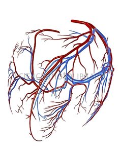 236x302 best cardiovascular images circulatory system, fiber, heart