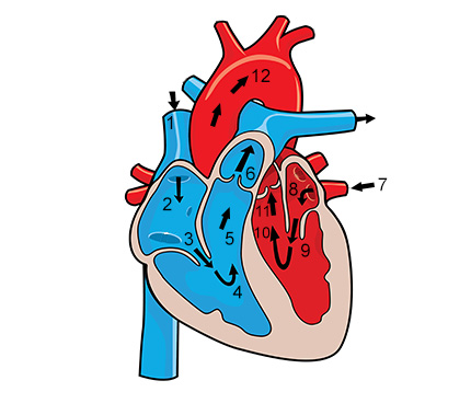 430x379 functions of the circulatory system you've always wanted to know