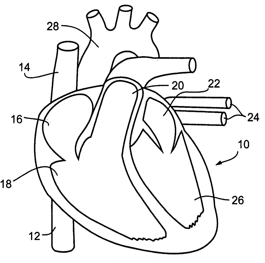 1024x1016 Heart Circulatory System Coloring Pages Printable Coloring