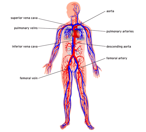 500x450 Lesson I Parts Of The Circulatory System Science