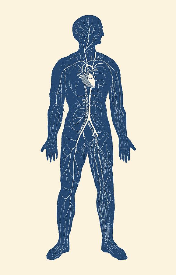 578x900 Venous Circulatory System