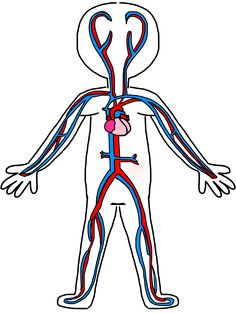 236x314 Delightful Circulatory System For Kids Images Teaching