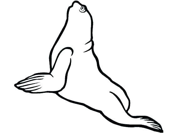 585x424 Sea Lion Coloring