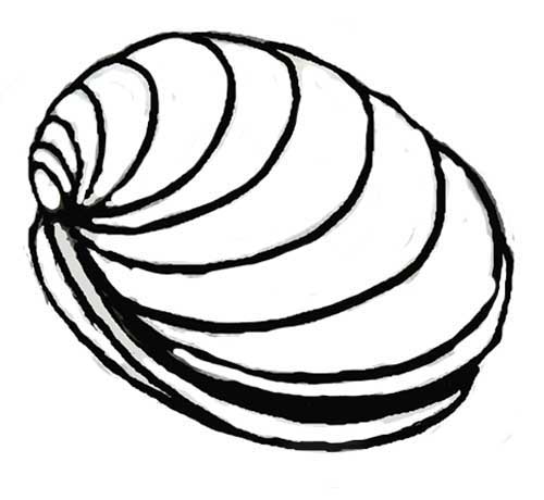 500x460 Giant Clam Drawing