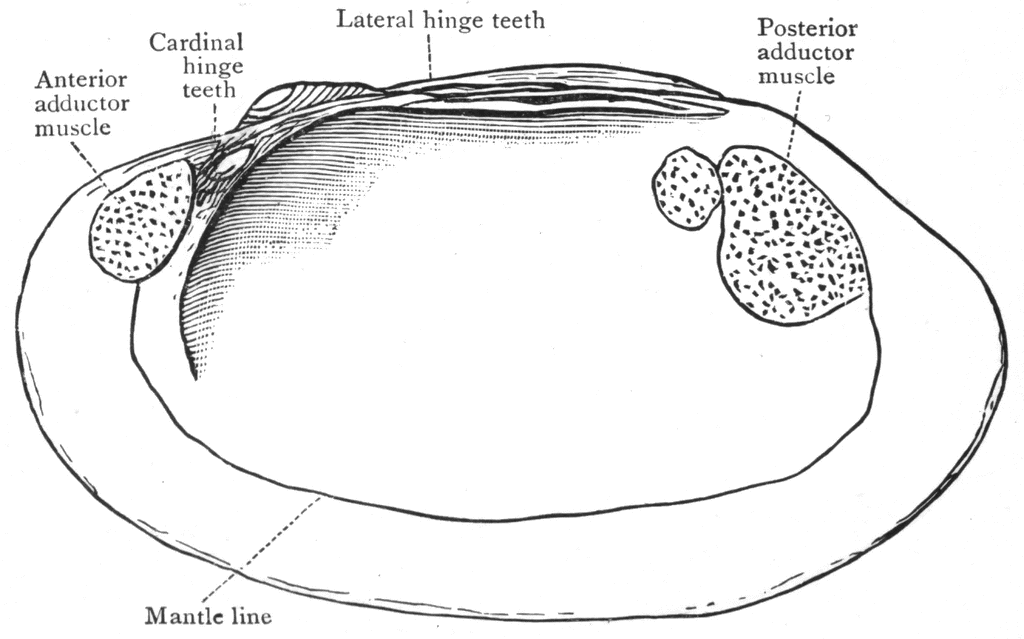1024x639 Clam Shell Clipart Etc