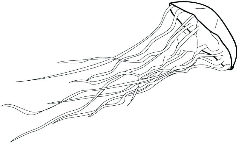 800x484 Coloring Pages For Kids Fall Adults Flowers Halloween Pumpkin