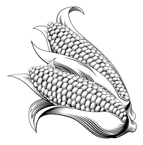500x510 Hand Drawn Corn Vector Design Free Download