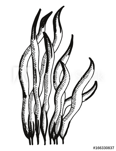 385x500 Seaweed Vector Hand Drawing